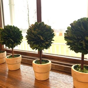 Preserved boxwood topiary, ball shaped. Set of 6